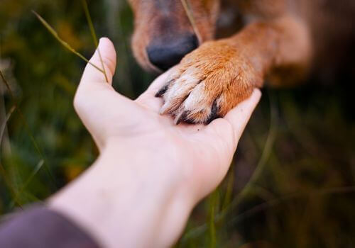 dog paw and human hand