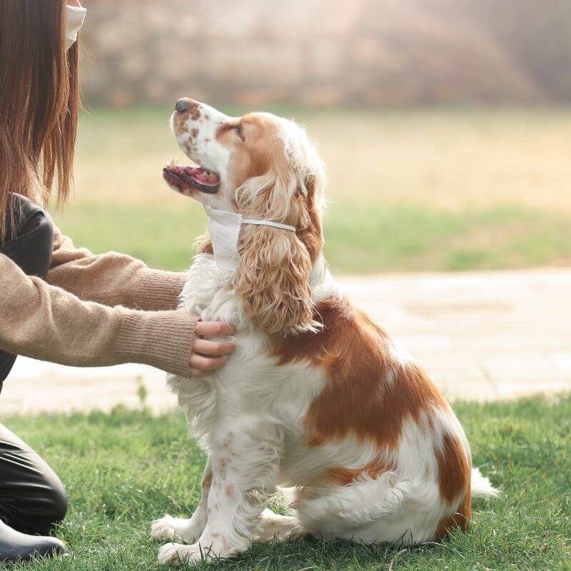 a owner petting dog