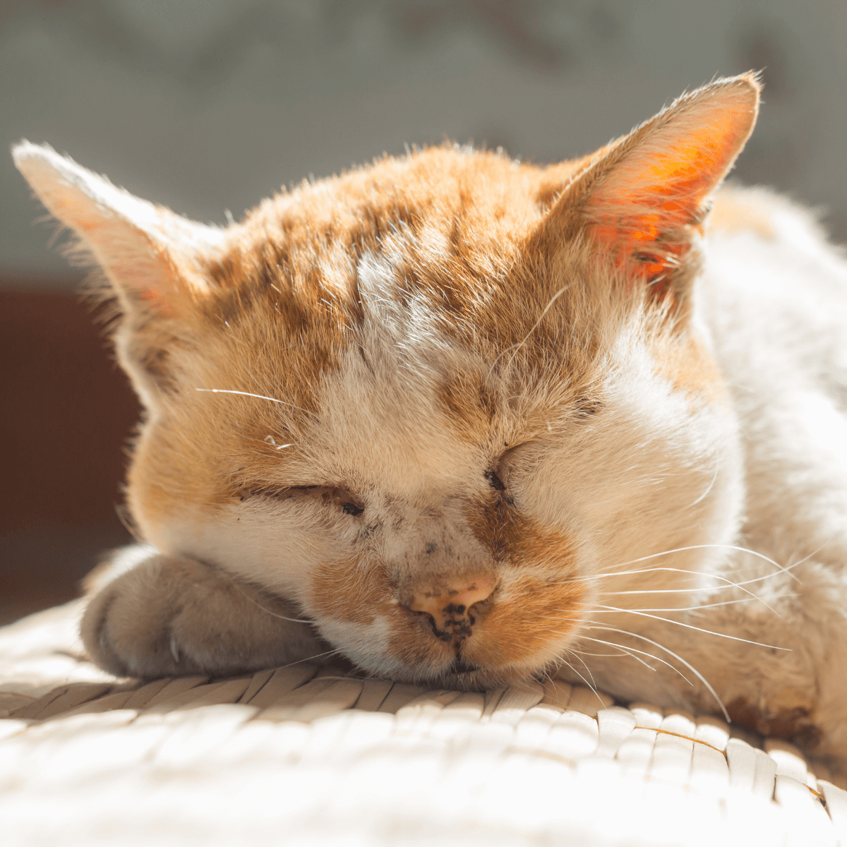 A cat sleeping on a bed