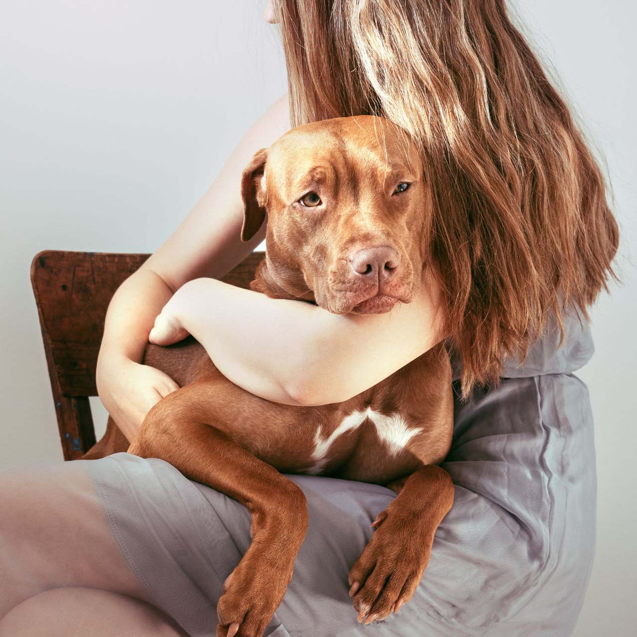 dog lying on its owners lap