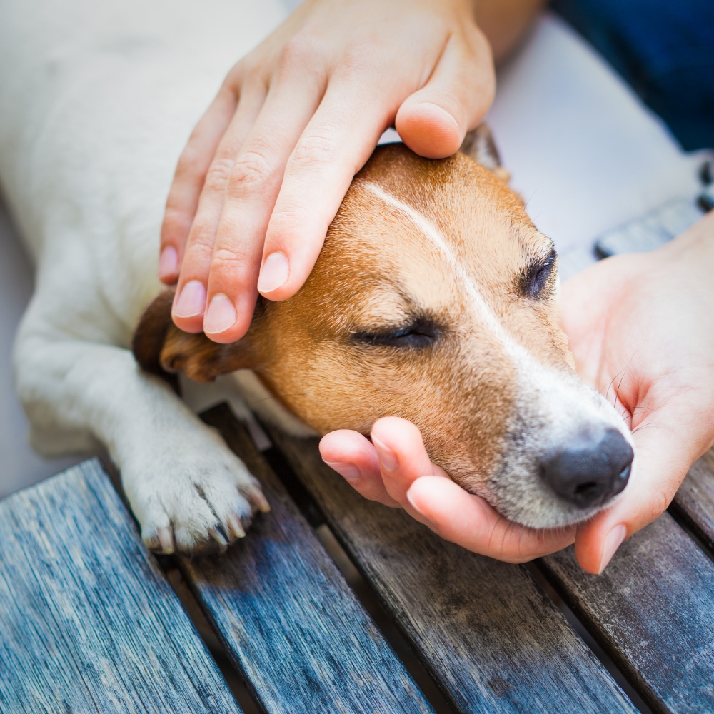 A person with a stethoscope examining a dog